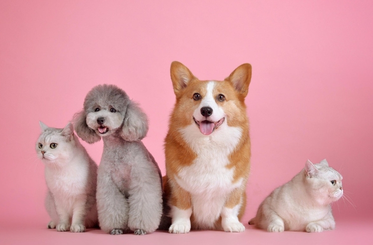 2025년 펫보험 이렇게 바뀐다! 보호자가 꼭 알아야 할 3가지 핵심변경